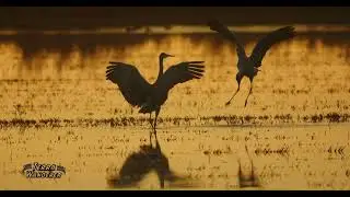 Sandhill cranes, sunrise, in Thorton, CA
