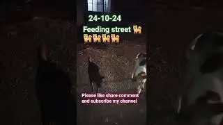 #song #feeding street 🐕🐶 please help street animals.