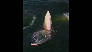 Ballena aliment&aacute;ndose