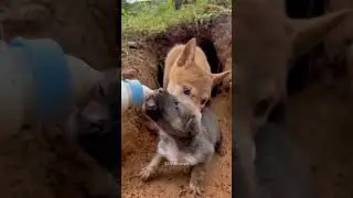 Mother Dog Learn To Trust😍