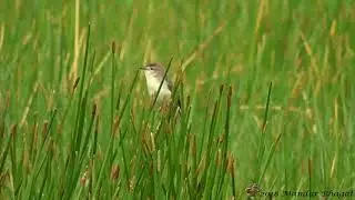 Plain Prinia (Prinia inornata)-Calling