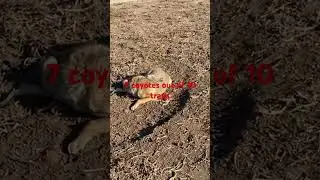 10 traps 7 coyotes  #predatormanagement #coyotetrapper #coyotes #trapping