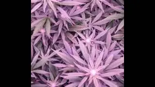 VividGro&reg; LED Grow Lights - V2 LED Grow Lights Canopy Shot