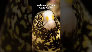 🎤 Snowflake Eel Care &ndash; Quick Guide!