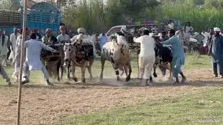New suhaga bail race mela11,10,2023سہاگہ بیل ریس میلہ بابا گانے شاہ دربار آڈا آلو دی چوک