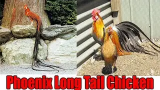 Phoenix Long Tail Chicken Breed Quality Pair For sale #Quality Of My Fancy Hen