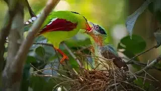 Green magpie bird feeding their hungry babies...#birds #hungry #babies
