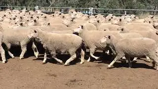 Dohne Ewes Blue Tag 180918