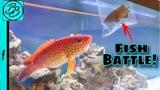 GROUPER Fish BATTLE IT OUT In CRAZY FISH FIGHT!  *MUST SEE*