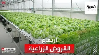 نشرة الرابعة | ارتفاع القروض الزراعية في #السعودية بنسبة 97% خلال 2020