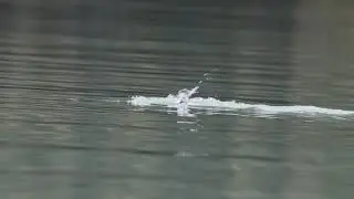 Western Grebes - Whistler