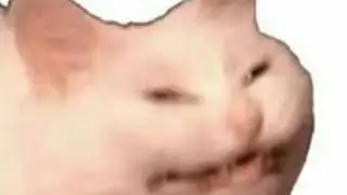 Instagram Cat Video #1