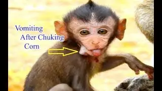 Because Hungry Milk Poor Baby Daniela Chucking Corn And Vomit| So Skinny Baby Monkey In Ameri Group