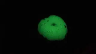 Mycena chlorophos (green peppe) in Chichijima
