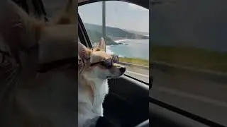 Vacation Dog #shorts #viral #cute #furry #dog #animals