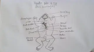 Digestive system of frog