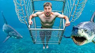 Ich Schwimme Mit Einem Hai!