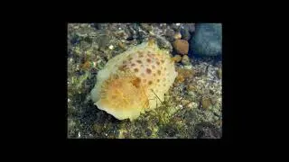 [Wikipedia] Diaulula punctuolata