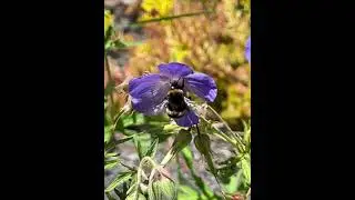 Bombus terrestris worker