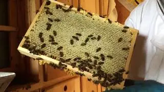 Honig: Von der Bienenwabe ins Glas