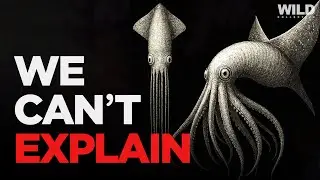 Why Squids Get Creepier the Deeper You Go