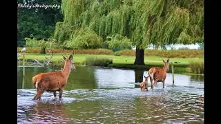 Red Deer photo collection /WILDLIFE PHOTOGRAPHY 1080