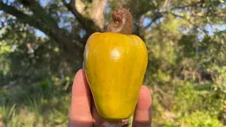 Florida Organic Cashew Fruit - Life as a natural plant agriculture micronutrients application