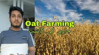 Oat Farming ||جاوئ کی کاشت || javi ki kasht || Farming in Punjab Pakistan || quarantine || lock down