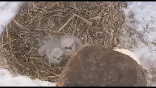 Bielik amerykański, John Bunker Sands Wetland Center Texas -  karmienie maluszk&oacute;w 🐥🐥 2026 01 27