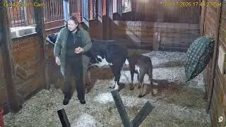 Goldy'sBarnRescues 5-6pm;5pm Nick hay;539pm ET lets Zebus in ;;Sally Fluffy Chicken Brody Hen1172026