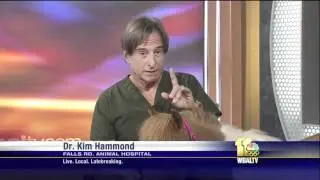Pet Q&A: Vitamin Petroleum Supplements and Post-Surgery Pain Medication