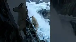 The definition of fearless in one single video. #Brave