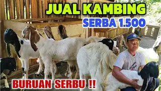 KAMBING INI DI JUAL HARGA BLAK BLAKAN‼️KAMBING SPEK MERAKYAT