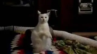 Conducting Cat