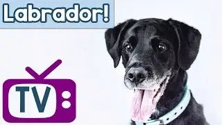 Labrador TV for Dogs! Music and TV to Calm & Entertain Labradors! Boredom Therapy for Labrador Dogs!