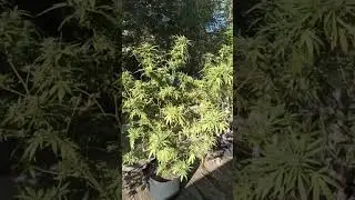 #420 #outdoor end of #September update #ohio 2025 #✌ 