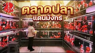 ใหญ่ที่สุดในโลก ตลาดปลาสวยงาม 