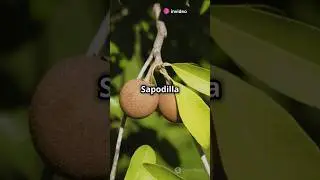 Sapodilla, Sapota, Chicoo : Nutrient Powerhouse #sapodilla #fruitfacts #chicoo #fruit