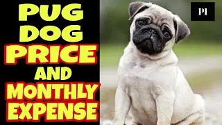 Pug dog price and monthly expense in Hindi | Petsinfomania