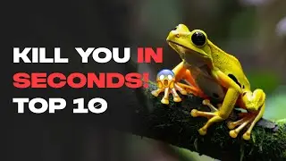 Kill You Before You Scream: Top 10 Deadliest Animals!