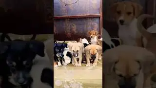 Feeding motherless and abandoned puppies #shorts #puppyrescue #youtubeshorts #puppies