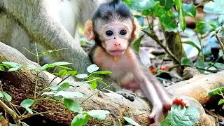 Baby Monkey  Nutty Is White Face Look So Cute