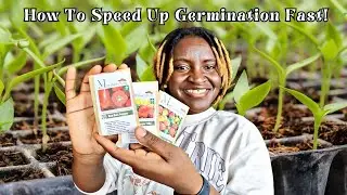 How to Speed Up Pepper Seed Germination + Tips for Healthy Seedlings and Strong Plants | Garden Tips