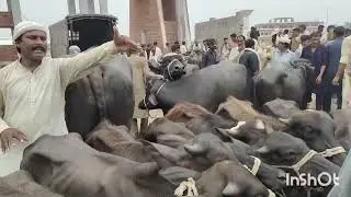 کٹڑوکی خریددارسمجھدری سےکرے