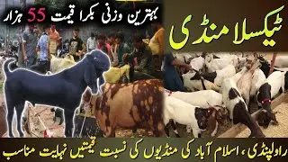 Bakra Mandi Taxila Update 30 May 2025 | Bhatta Chowk Mandi | SAF Properties