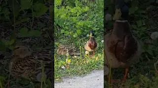 duck couple near the bike path