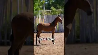 𝖄𝖊𝖌𝖚𝖆𝖉𝖆 𝕰𝖓𝖘𝖚𝖊&ntilde;𝖔 #purarazaespa&ntilde;ola #caballos #horse #nicaragua #stallion #ganaderia