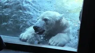 牛骨を投げて暴れるライ♂… アクリルガラスにぶつける音… 水中で遊ぶ姿も見れました…😃✨🐻‍❄️よこはま動物園ズーラシア 2025年10月17日 11時45分〜12時00分