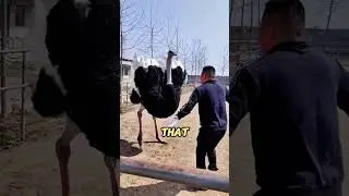 5 random animal facts. The last one will shock you 😱😱