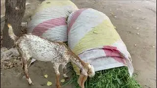 Goat Eating Grass at My Old House 🐐🌿 | Peaceful Farm Scene | Village Life Mini Vlog